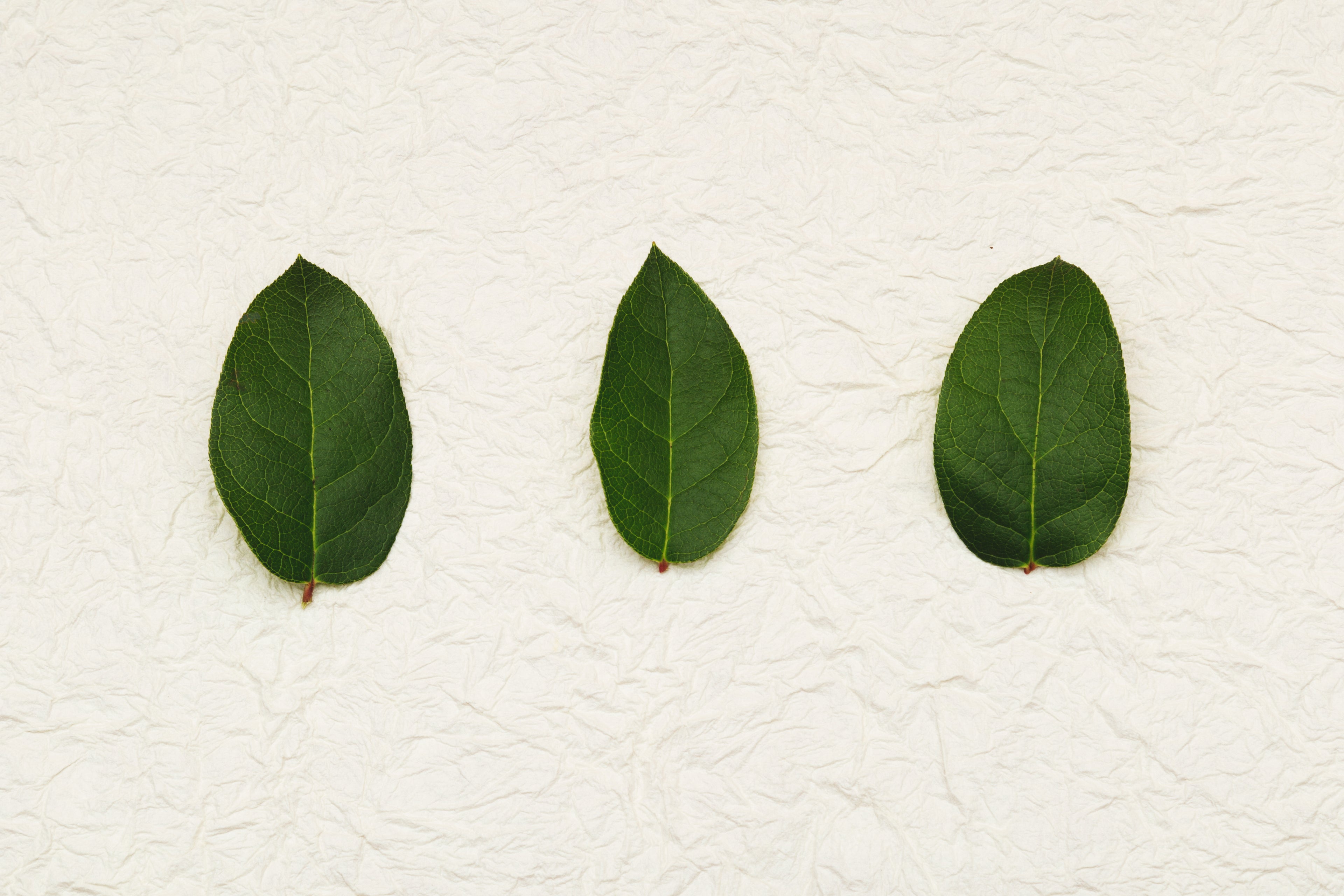 flat lay of two green leaves on textured paper, representing the clean, probiotic preservation in halva beauty’s natural brow oil