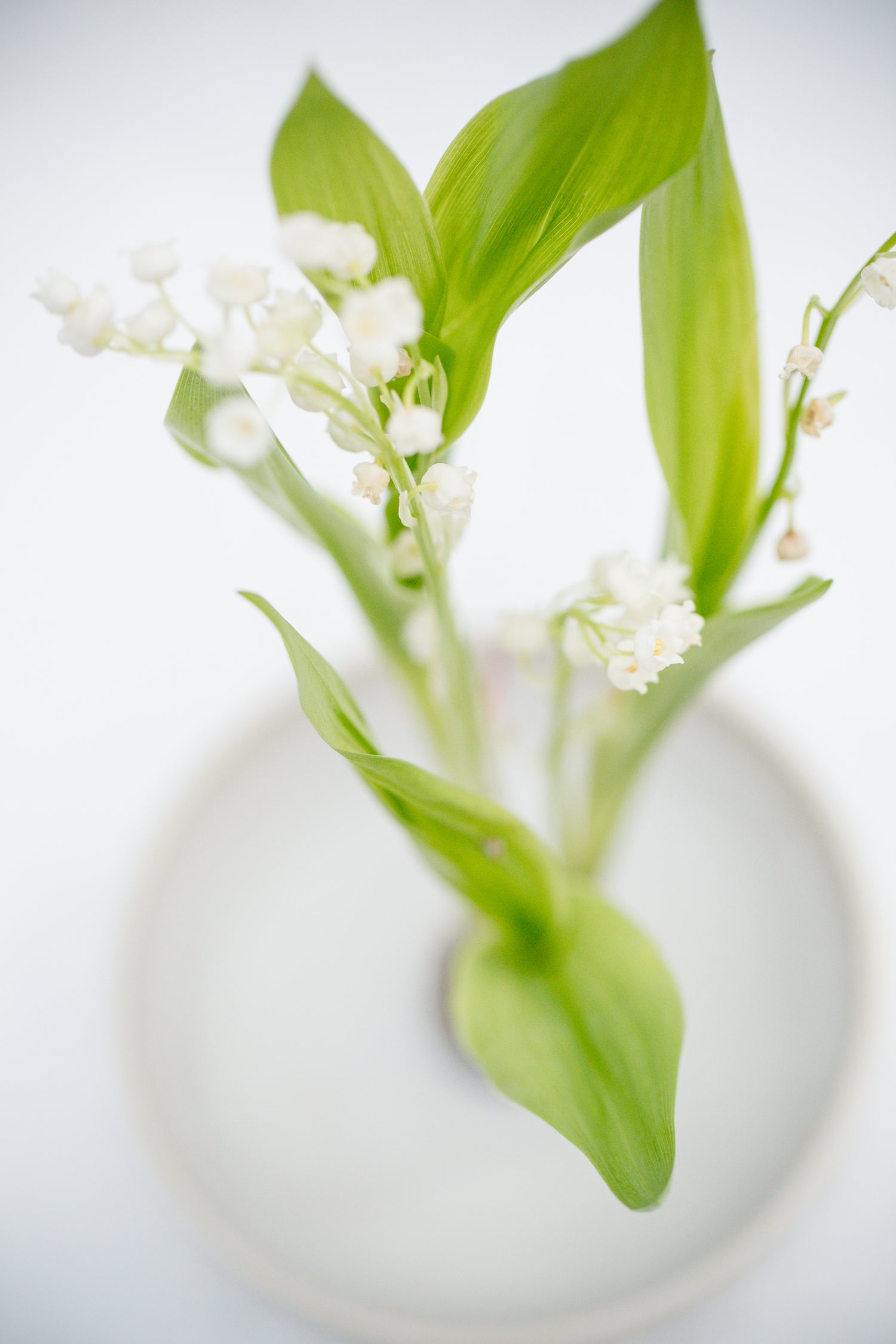 delicate white flowers with fresh green leaves on a neutral background, symbolizing Halva Beauty’s clean, GMP- and ISO-certified U.S. production